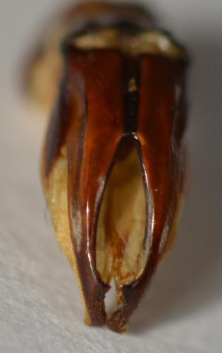 Réf. 270 152 : Chalcothea neglecta